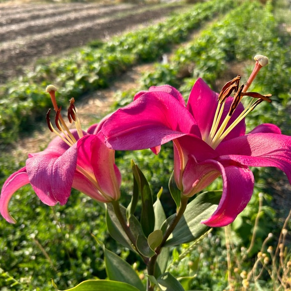 Meet your Posher, Leah - Picture 4 of 12